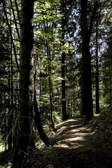 Obraz premium Bosco e vegetazione tipica alpina delle Dolomiti Bellunesi. Belluno,Veneto,Italia