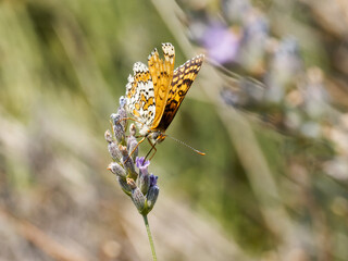Damier du plantain (Melitaea cinxia) butinant des fleurs sauvages © Colombe Delons