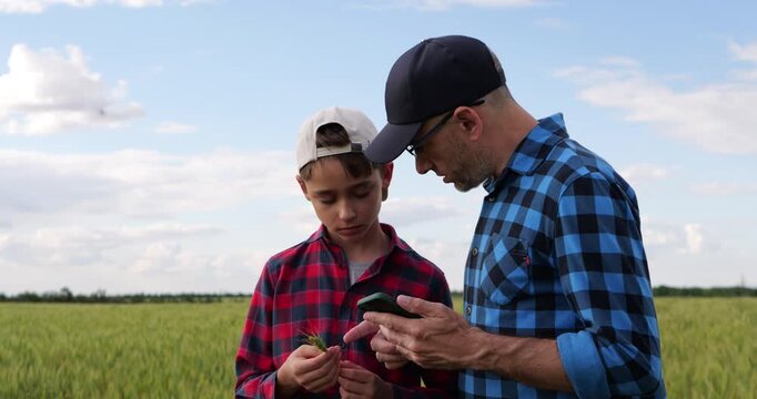 Farmer father compares wheat ear with digital information on smartphone while son observes crop in field. Family teamwork highlights smart farming, innovation and modern agricultural management.