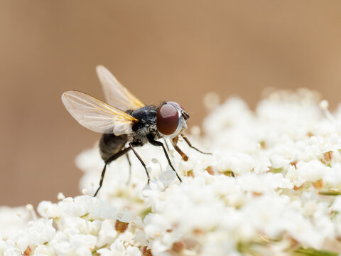 Phasia pusilla, petite mouche tachinaire parasito&iuml;de sur des fleurs blanches