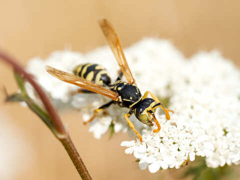Poliste gaulois (Polistes dominula) butinant des fleurs blanches