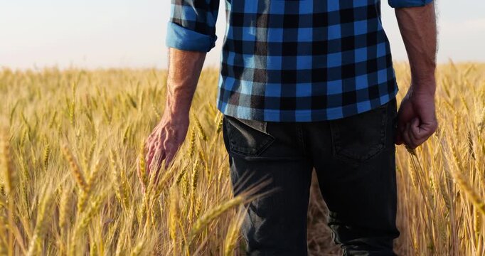 Farmer inspecting wheat field during sunset. Agricultural worker walks through golden crops, appreciating harvest. Rural lifestyle reflects dedication to farming and nature.