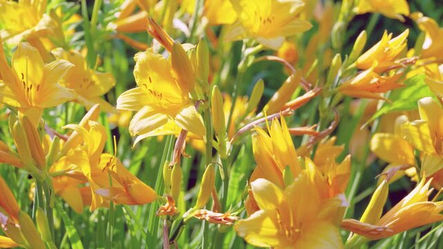 Dense bed of yellow daylilies photographed close at eye level showing sequential flowering stages: elongated closed buds, partially opening buds, and fully open blooms