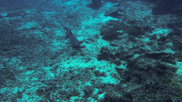 white tip shar from fiji