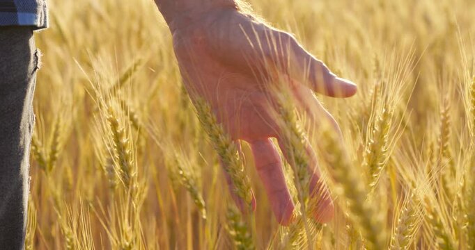 Person touches golden wheat field during sunset. Hand gently caresses wheat stalks, capturing essence of harvest season. Serenity and connection with nature evident in this rural landscape.