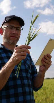 Farmer analyzes crop health with tablet in wheat field. Agricultural expert inspects plants for growth and quality. Modern technology enhances farming efficiency and productivity.