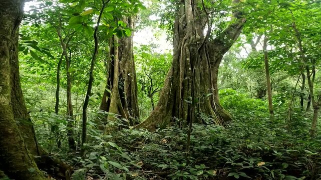 4K footage of giant ancient banyan trees with massive trunks inside a dense tropical rainforest.
