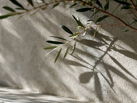 Olive branch and shadow on a textured concrete wall interior background