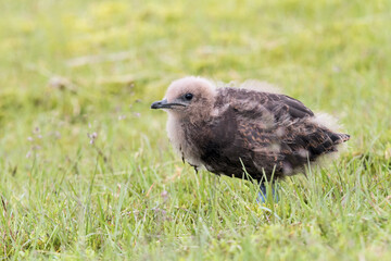 Fototapeta premium Juvenile Skua in Iceland