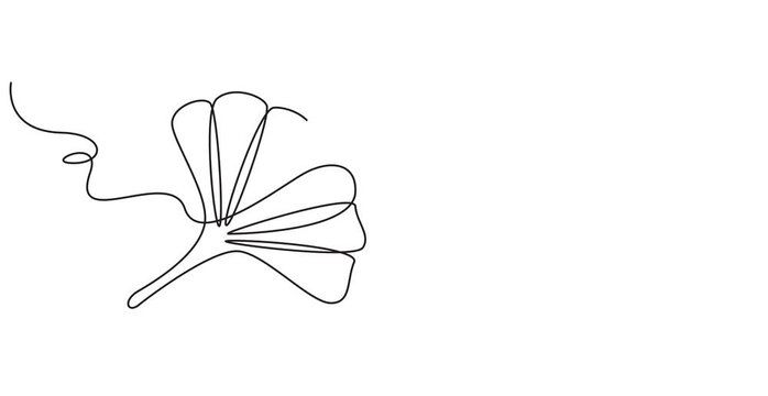 Animated self drawing of continuous one line illustration of ginkgo autumn fall tree leaf in minimal design, Ginkgo biloba Continuous one line drawing. Ginkgo flower continuous single line. 4k