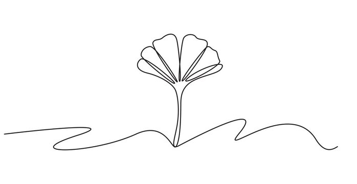 Animated self drawing of continuous one line illustration of ginkgo autumn fall tree leaf in minimal design, Ginkgo biloba Continuous one line drawing. Ginkgo flower continuous single line. 4k
