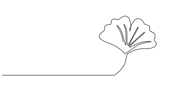 Animated self drawing of continuous one line illustration of ginkgo autumn fall tree leaf in minimal design, Ginkgo biloba Continuous one line drawing. Ginkgo flower continuous single line. 4k