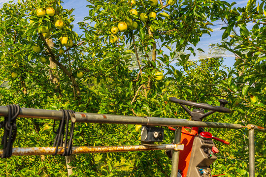 Harvesting of ripe fresh apples on a plantation. A machine is in use to pick fruits.