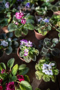 Potted pansies variety in plant nursery for flower sales, colorful blooms arranged for customer selection. Garden shop inventory with saintpaulia violets in pots, floral houseplants