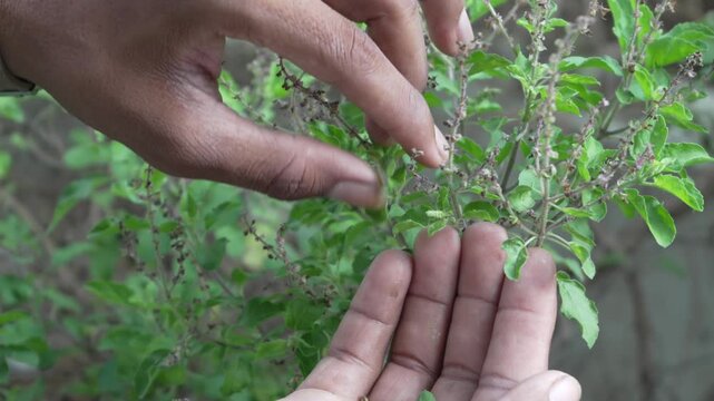Person gently tending to a fresh green Tulsi (Holy Basil) plant with hands