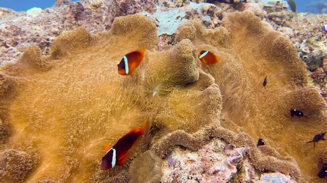 anemone fish with coral from fiji