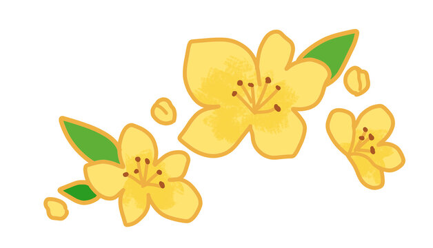 Illustration of a yellow apricot blossom