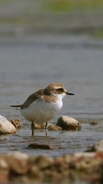 Close up of a small plover shorebird wading in shallow water among pebbles in its natural wetland habitat