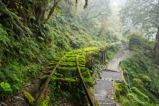 Overgrown railway track path in foggy forest of taipingshan yilan