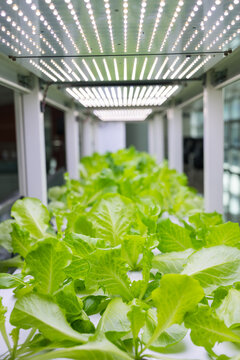 Fresh green lettuce growing in indoor hydroponic vertical farm