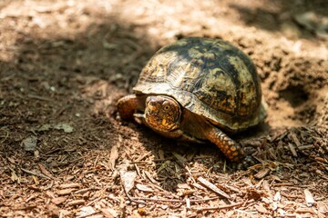 Obraz premium Turtle