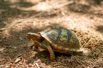 Obraz premium Turtle