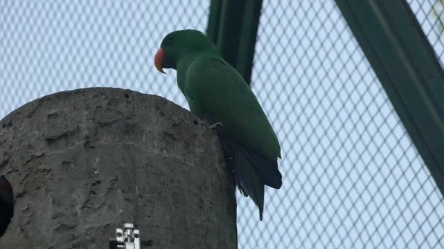 Eclectus parrot with vibrant green plumage perched on a branch while vocalizing in the warm morning light