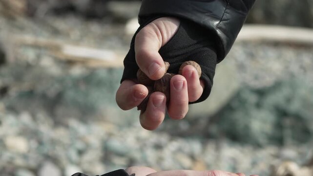 Walnuts hand beach person drops whole walnuts into another persons hands on a stony pebble beach