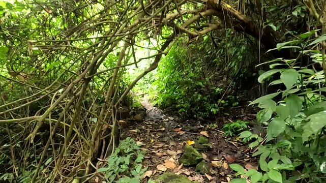 4K footage of a narrow dirt path surrounded by dense green vegetation in a tropical rainforest.