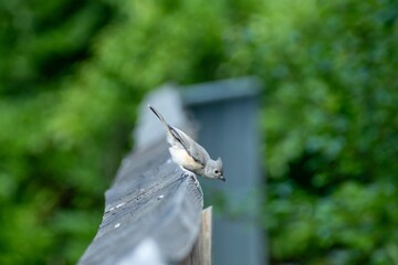 Bird © oggy