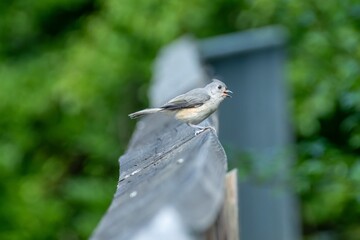 Bird © oggy