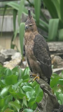 Javan hawk-eagle waiting patiently on a wooden branch while observing movement among the grass, highlighting Indonesian wildlife and natural hunting behavior