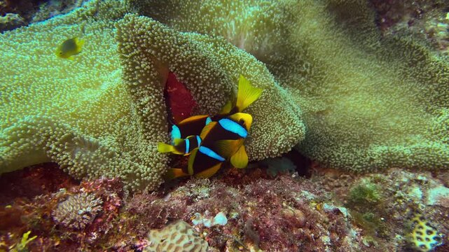 anemone fish from fiji