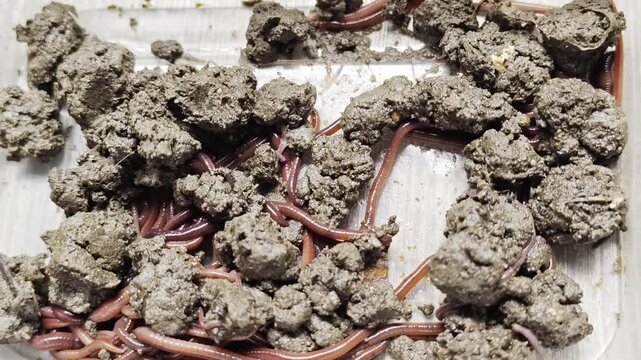 Close-up of live earthworms crawling and wriggling in moist soil