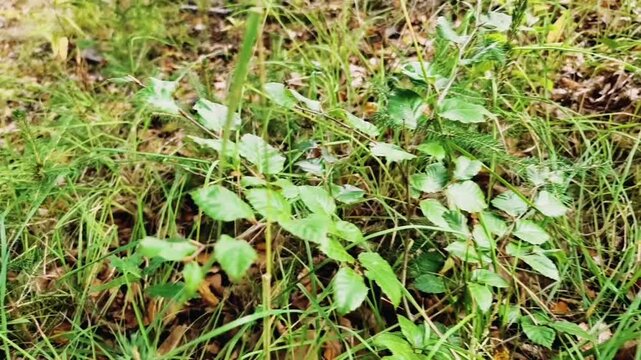 Naturally grown saplings, rooted close together in the forest floor: a small oak, a beech, and a spruce. Slow-motion video
