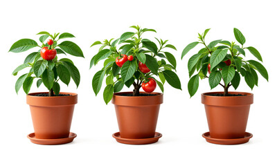 Fototapeta premium Chili Pepper (Capsicum spp.) A key element in Mexican cuisine, chili pepper plants are commonly grown in small pots