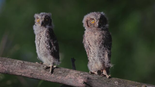 Portrait of two fluffy nestling Eurasian scops owls Otus scops perched on a tree branch in a forest. Close-up of a young wild owl chick in Wildlife habitat, featuring soft feathers, expressive eyes.
