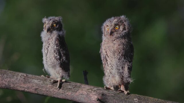 Portrait of two fluffy nestling Eurasian scops owls Otus scops perched on a tree branch in a forest. Close-up of a young wild owl chick in Wildlife habitat, featuring soft feathers, expressive eyes.