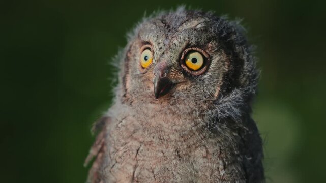 Portrait of a fluffy nestling Eurasian scops owl Otus scops perched on a tree branch in a forest. Close-up of a young wild owl chick in Wildlife habitat, featuring soft feathers, expressive eyes.