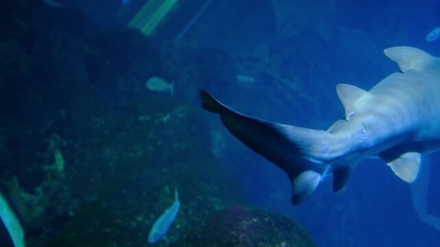 footage of a large sand tiger shark swimming gracefully through the deep blue water