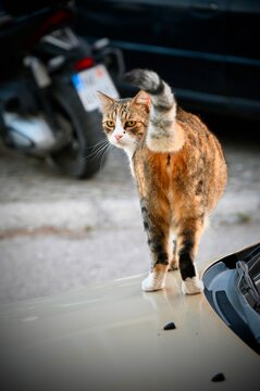 A full-length vertical photograph capturing a calico tabby cat standing on the hood of a car with its striped tail raised up, looking back over its shoulder with an alert expression.
