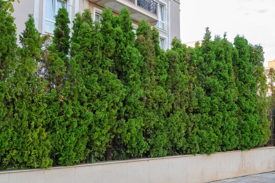 A dense row of vibrant green evergreen trees forming a natural privacy hedge behind a low retaining wall in a residential setting