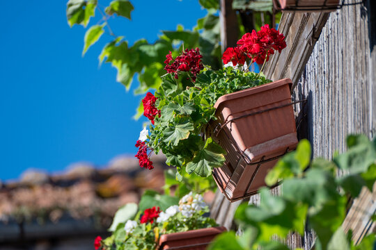 A close-up shot captures vibrant red and white geranium flowers blooming in brown plastic window boxes mounted on a rustic wooden wall against a bright blue sky.