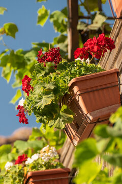 A close-up shot captures vibrant red and white geranium flowers blooming in brown plastic window boxes mounted on a rustic wooden wall against a bright blue sky.