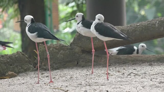 Black-winged stilt flock exploring a sandy area together, capturing a natural moment of coastal birdlife.