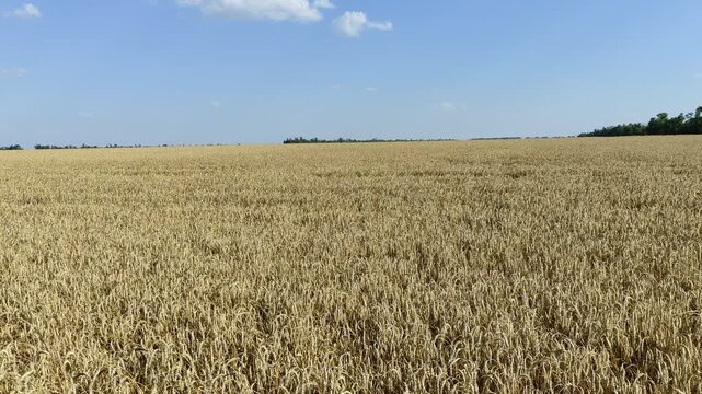 Golden wheat field stretching to the treeline on the horizon under a clear blue sky