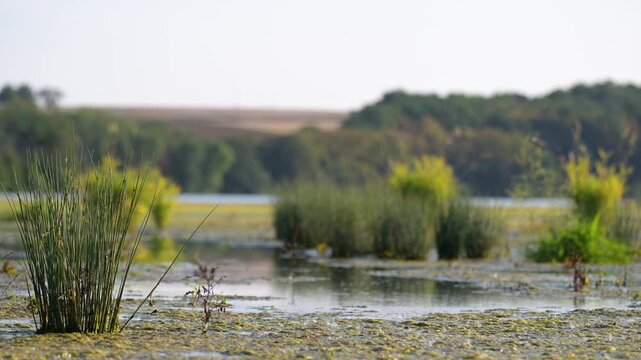 Hard rush tufts planted at the water's edge to restore and naturalize the banks of a pond with western house martins in flight. Juncus inflexus, Delichon urbicum, r&eacute;gion Centre, France, Europe
