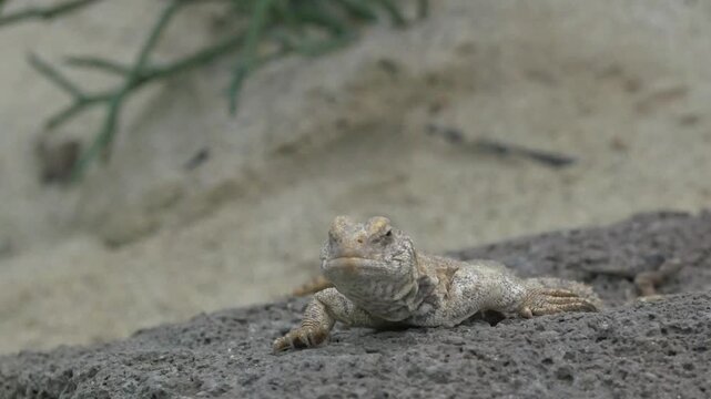 Bearded dragon sitting motionless on a rock while looking around, representing natural reptile behavior and wildlife