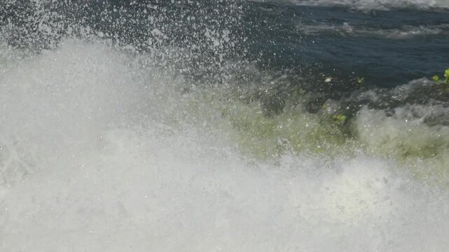 Medium slow motion shot of green water hyacinth plants drifting along a turbulent river before getting submerged by churning whitewater spillway foam.
