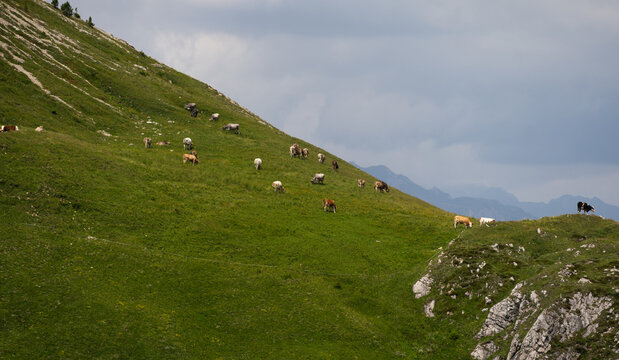 peaceful cows grazing on a grassy mountain slope from an aerial view in a serene agricultural setting with green and brown tones and clean soil under natural light.